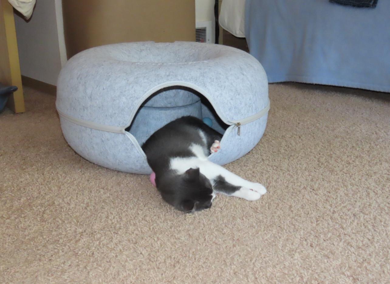 Goose, a Adoptable Domestic Short Hair in Rochester, WA image 2/4