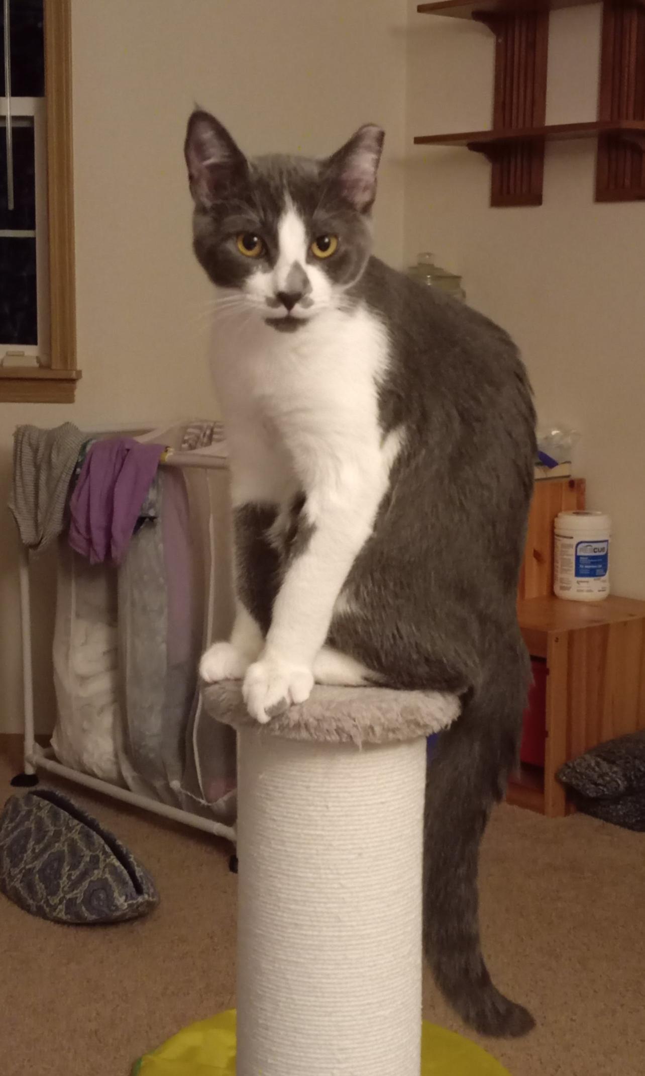 Goose, Adoptable, Kitten Male Domestic Short Hair.