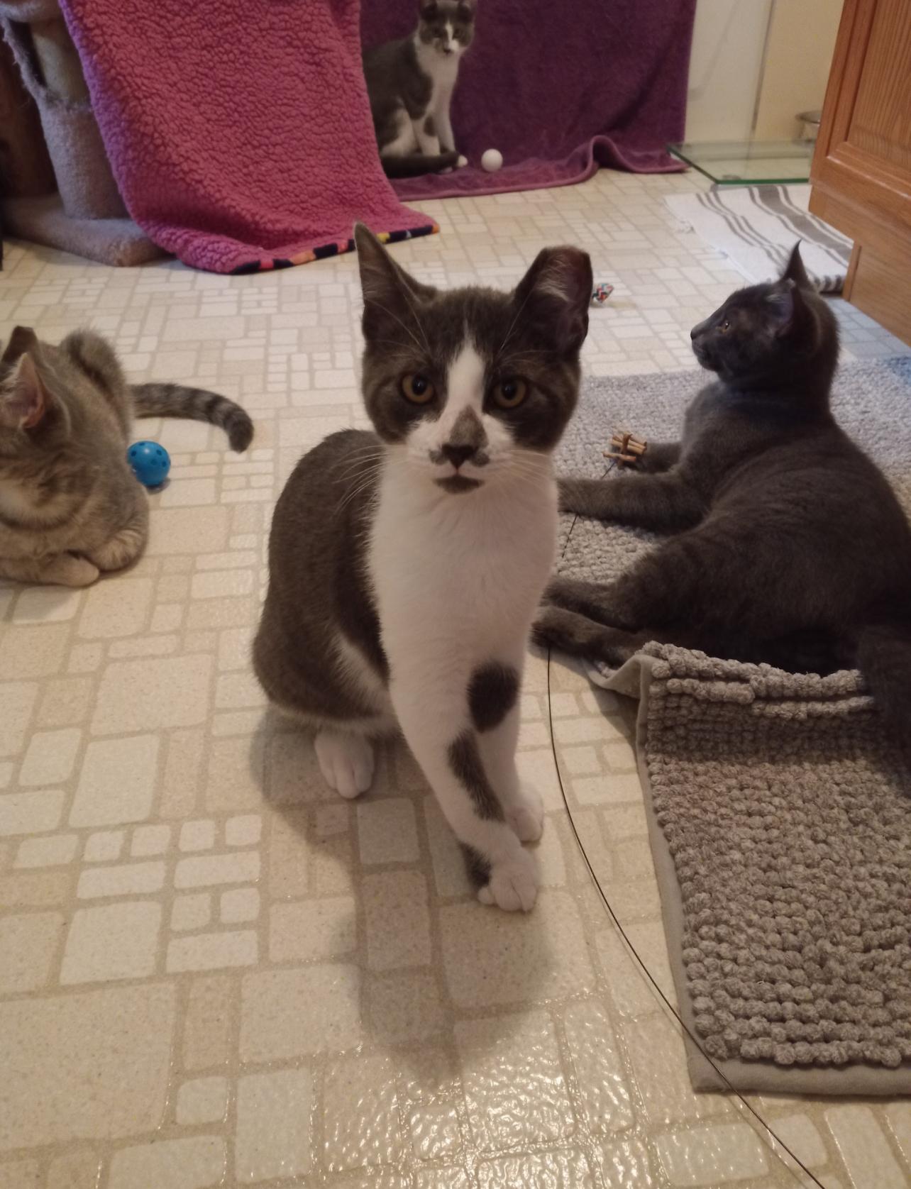 Goose, a Adoptable Domestic Short Hair in Rochester, WA image 3/4