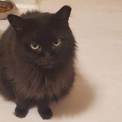 Bella, Adoptable, Adult Female Domestic Long Hair.