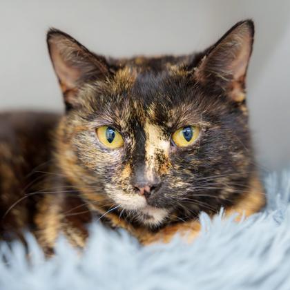 Enlarge Lady Bird, a Adoptable mixed breed in Atlanta, GA image 1/3