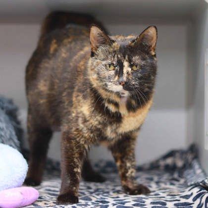 Enlarge Lady Bird, a Adoptable mixed breed in Atlanta, GA image 2/3