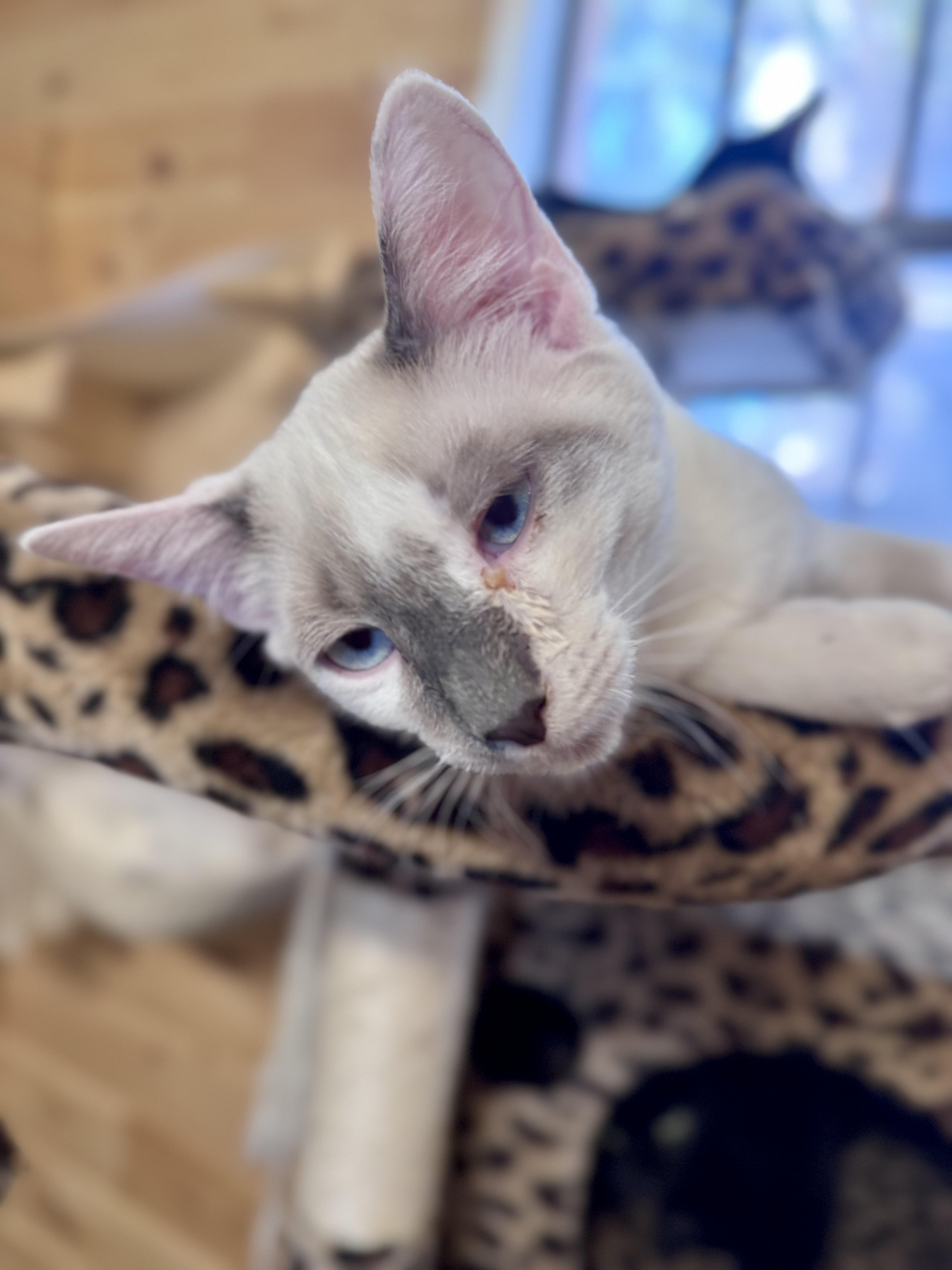 Enlarge Cosmo, a ADOPTABLE mixed breed in Saint Augustine, FL image 2/2