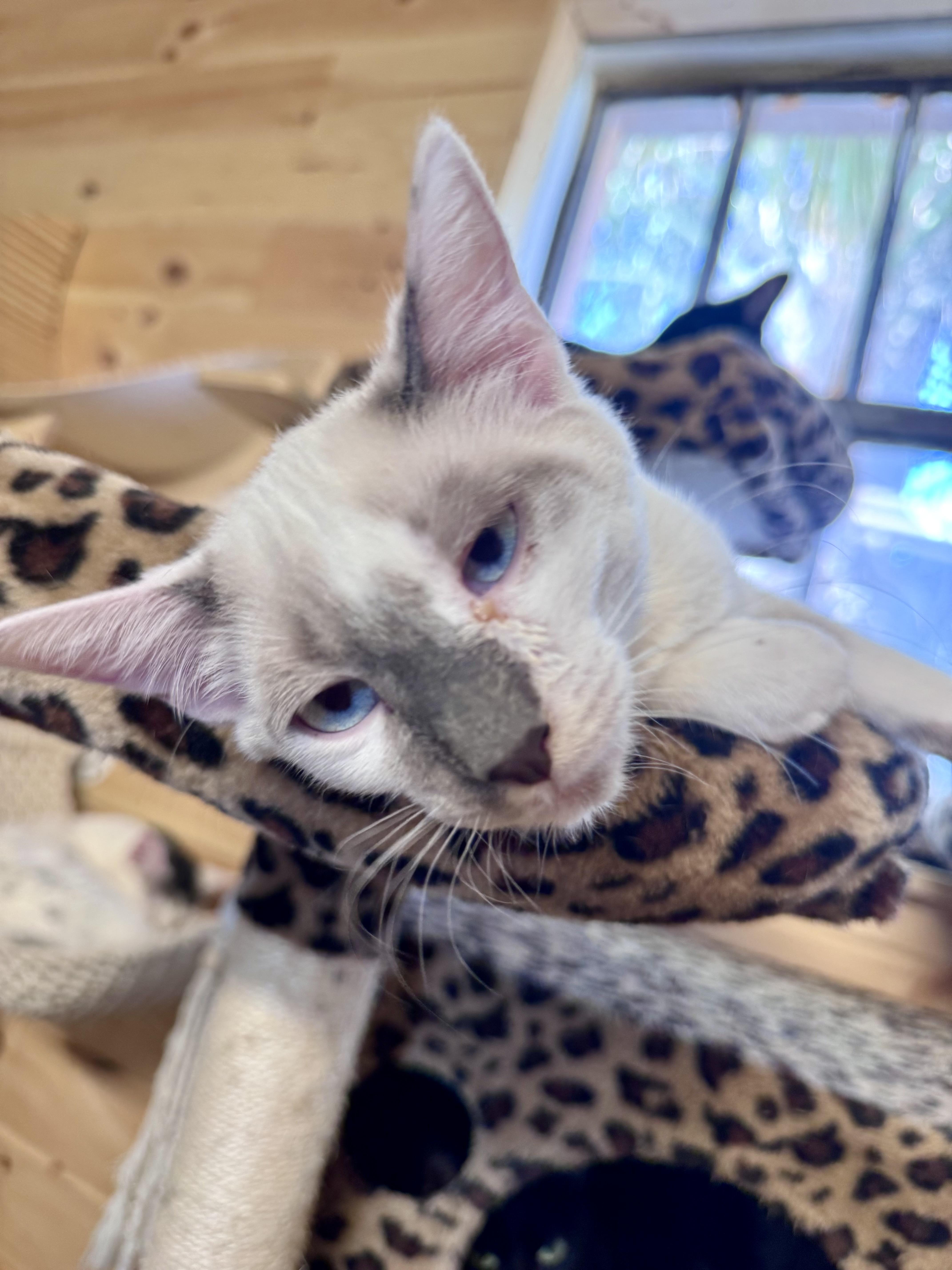 Cosmo, ADOPTABLE, Adult Male Snowshoe & Siamese.