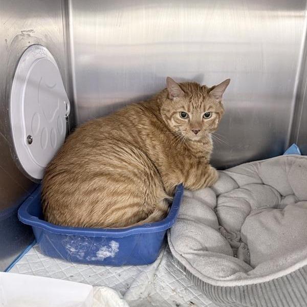 Lil T — thumbnail 2