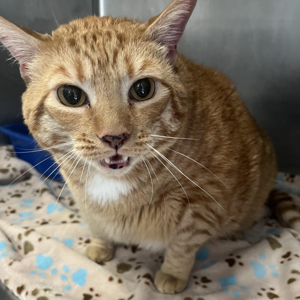 Lil T — thumbnail 3