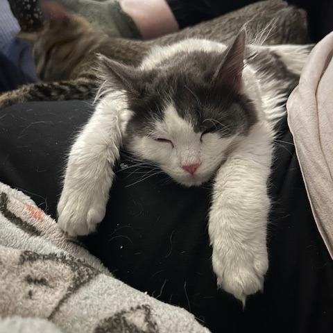 Enlarge Pigeon, a Adoptable Domestic Long Hair in Las Vegas, NV image 1/4