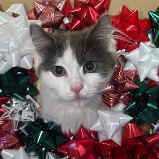 Enlarge Pigeon, a Adoptable Domestic Long Hair in Las Vegas, NV image 2/4