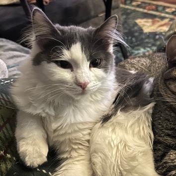 Enlarge Pigeon, a Adoptable Domestic Long Hair in Las Vegas, NV image 3/4