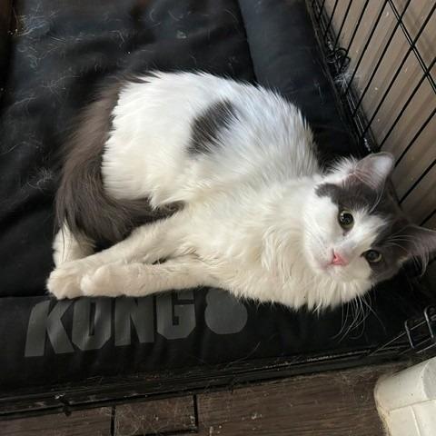 Pigeon, a Adoptable Domestic Long Hair in Las Vegas, NV image 4/5