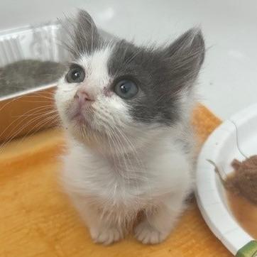 Enlarge Pigeon, a Adoptable Domestic Long Hair in Las Vegas, NV image 4/4
