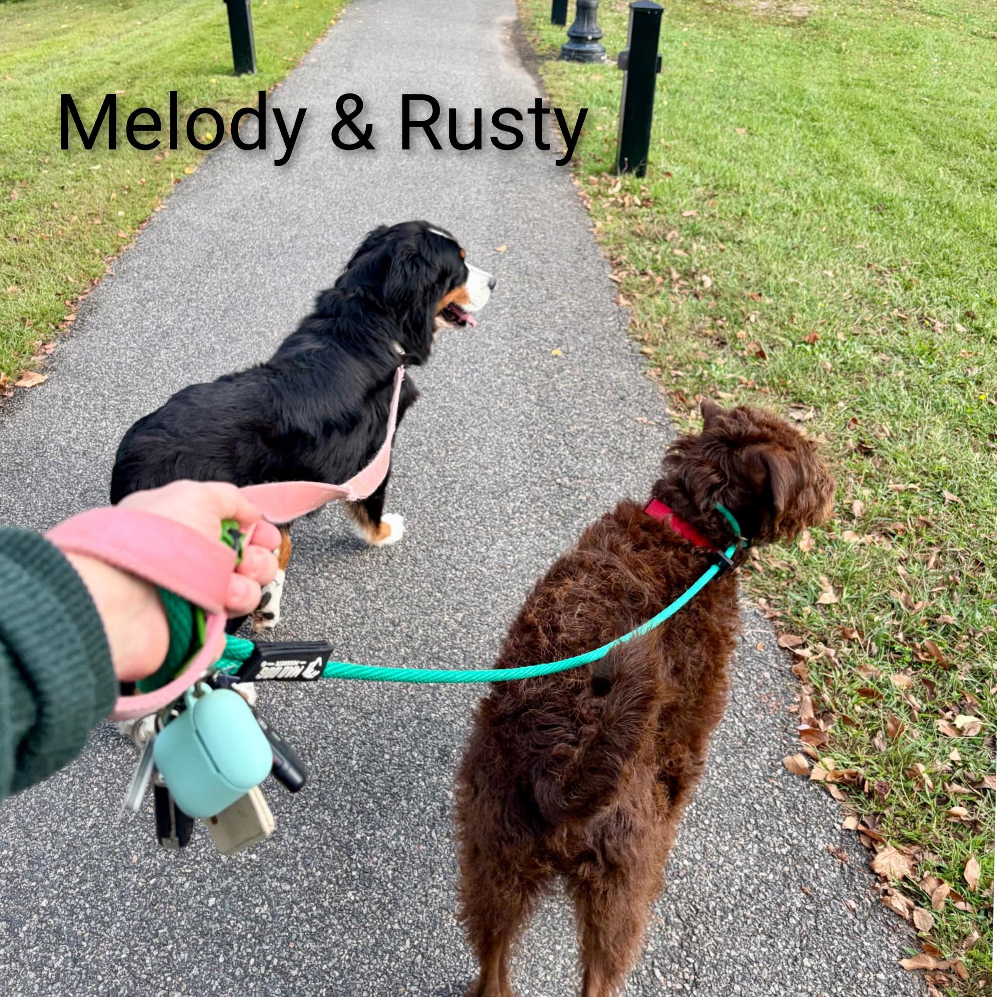Enlarge Melody, a Adopted Bernese Mountain Dog in Fredericksburg, VA image 3/6