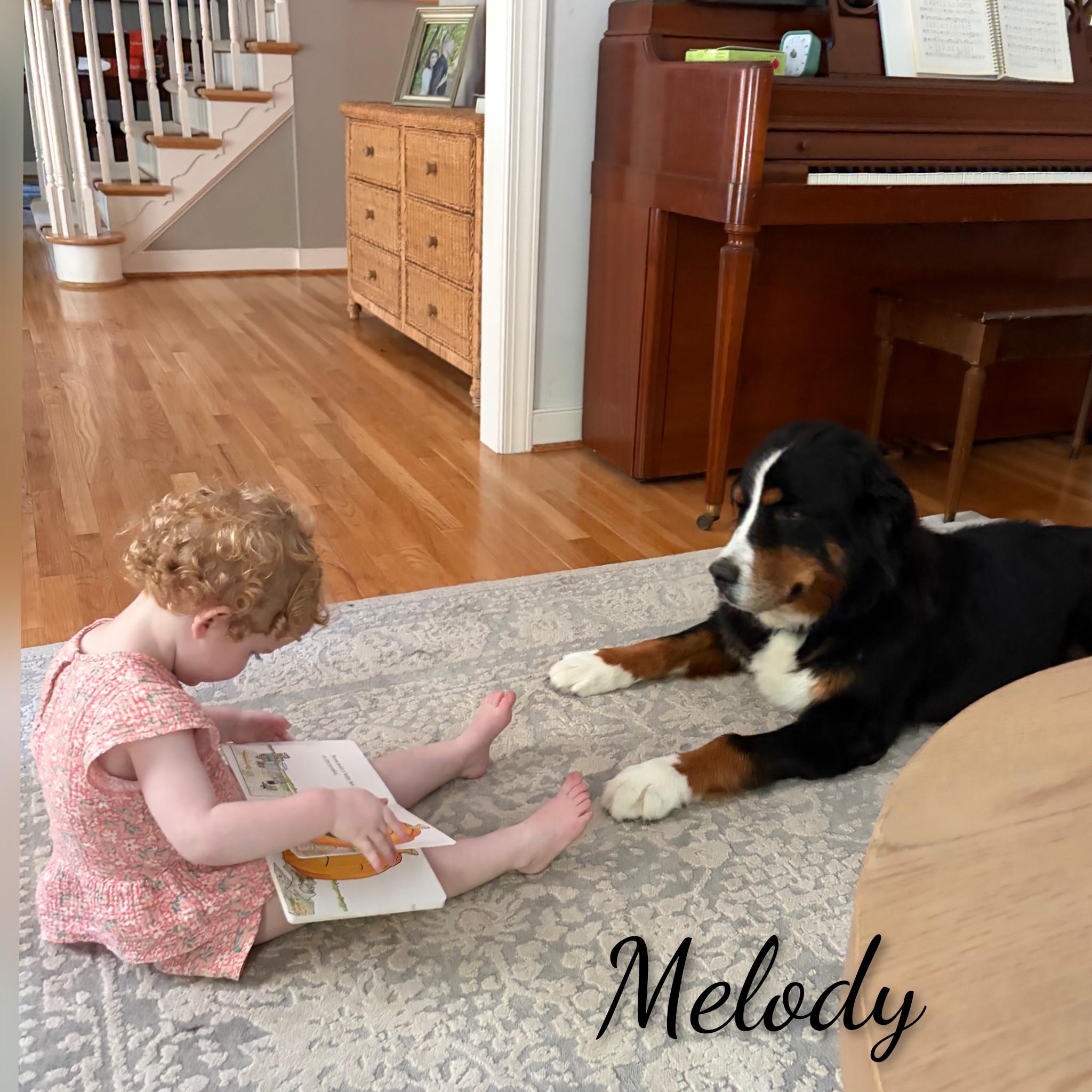 Enlarge Melody, a Adopted Bernese Mountain Dog in Fredericksburg, VA image 5/6