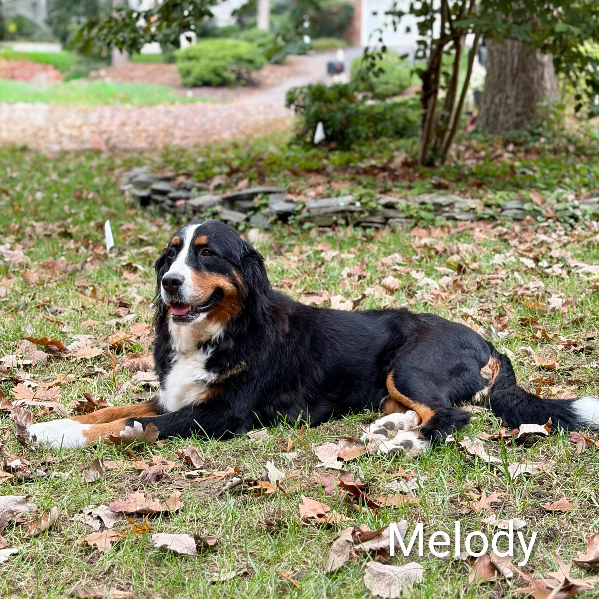 Melody, Adopted, Adult Female Bernese Mountain Dog.