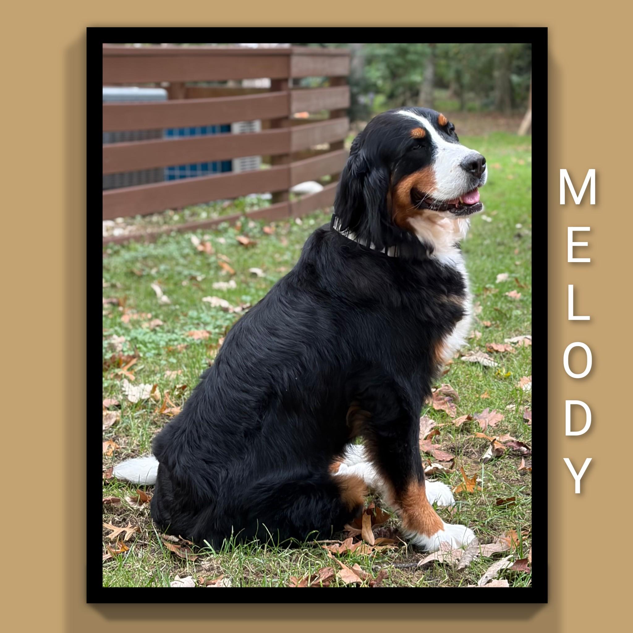 Enlarge Melody, a Adopted Bernese Mountain Dog in Fredericksburg, VA image 4/6