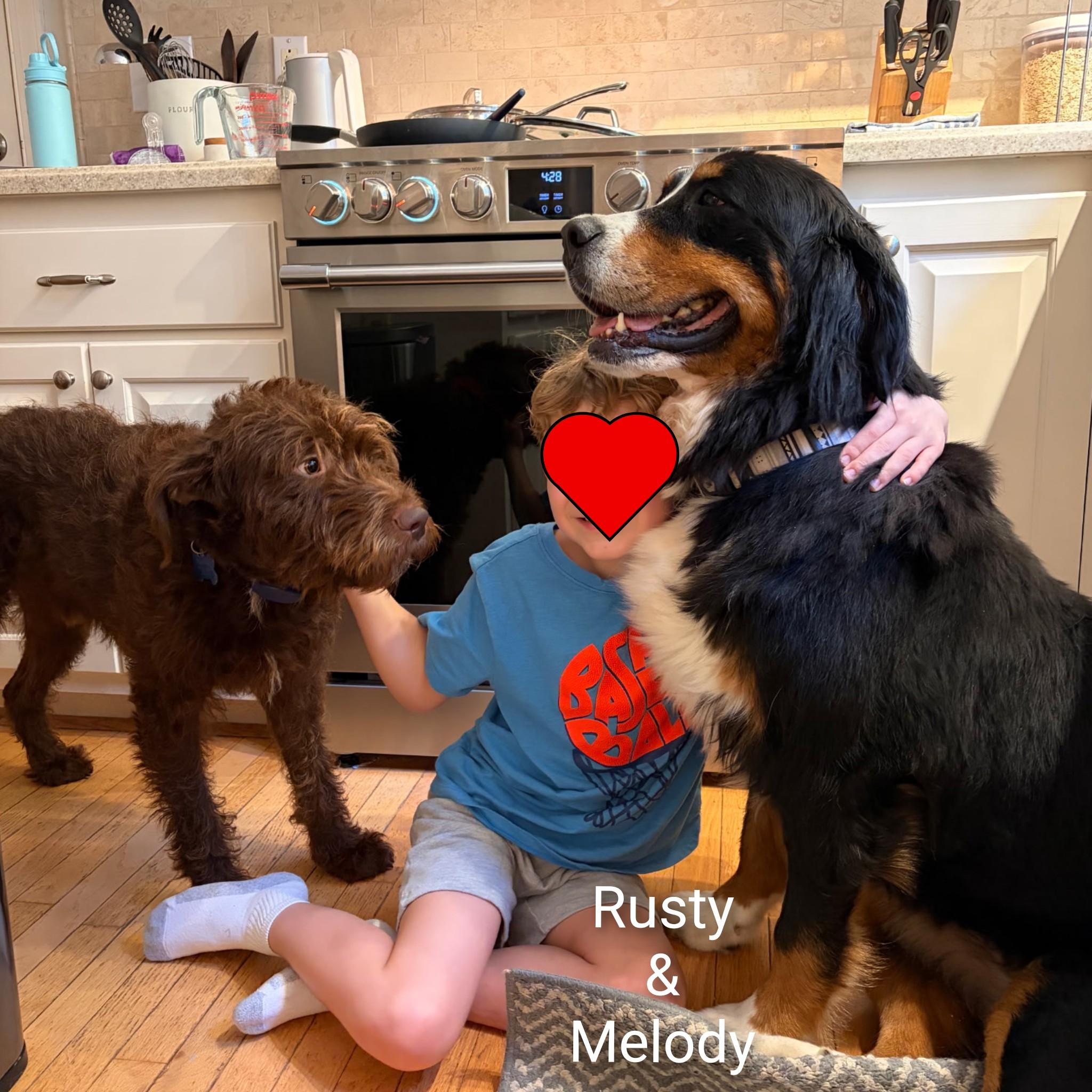 Enlarge Melody, a Adopted Bernese Mountain Dog in Fredericksburg, VA image 2/6