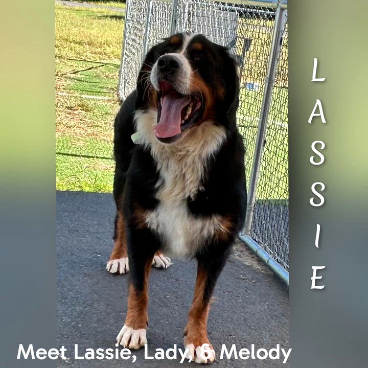 Melody - Adopted | Petfinder