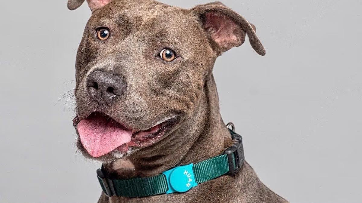 Enlarge Mercury, an adopted mixed breed in Woodland Hills, CA image 1/1