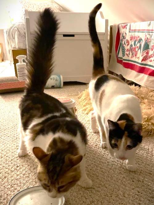 Enlarge Patches & Picasso, a ADOPTABLE mixed breed in Jamaica Plain, MA image 1/5