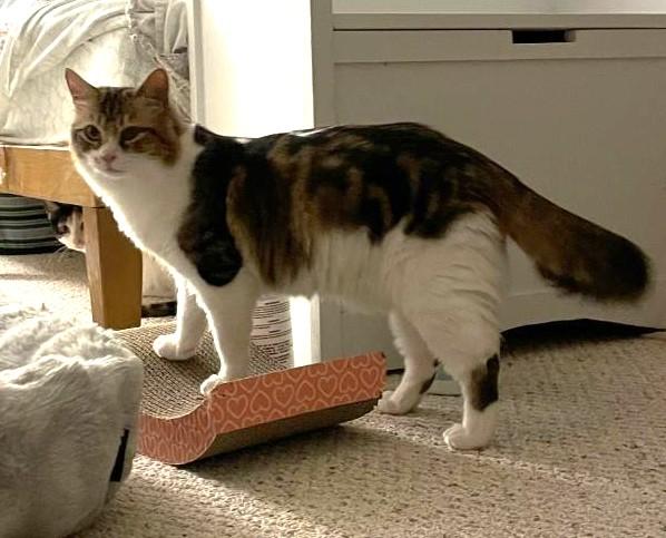 Enlarge Patches & Picasso, a ADOPTABLE mixed breed in Jamaica Plain, MA image 5/5