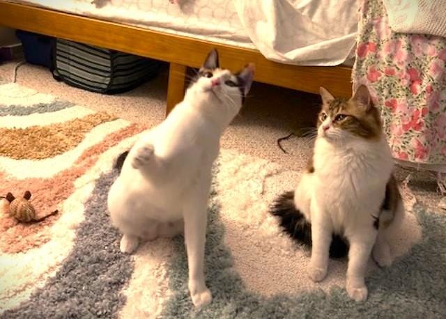 Enlarge Patches & Picasso, a ADOPTABLE mixed breed in Jamaica Plain, MA image 2/5