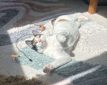 Enlarge Patches & Picasso, a ADOPTABLE mixed breed in Jamaica Plain, MA image 3/5