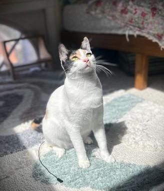 Enlarge Patches & Picasso, a ADOPTABLE mixed breed in Jamaica Plain, MA image 4/5