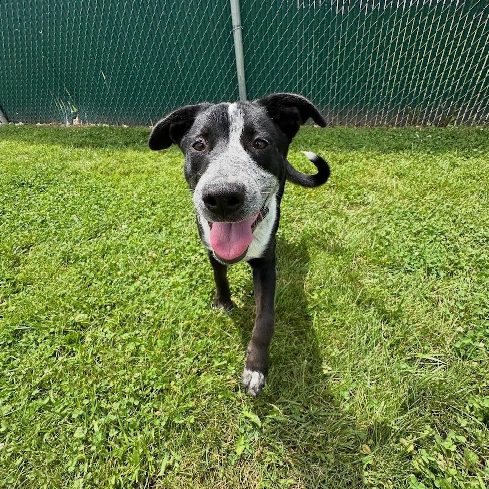 Enlarge Echo, a Adoptable mixed breed in West Jefferson, OH image 2/3