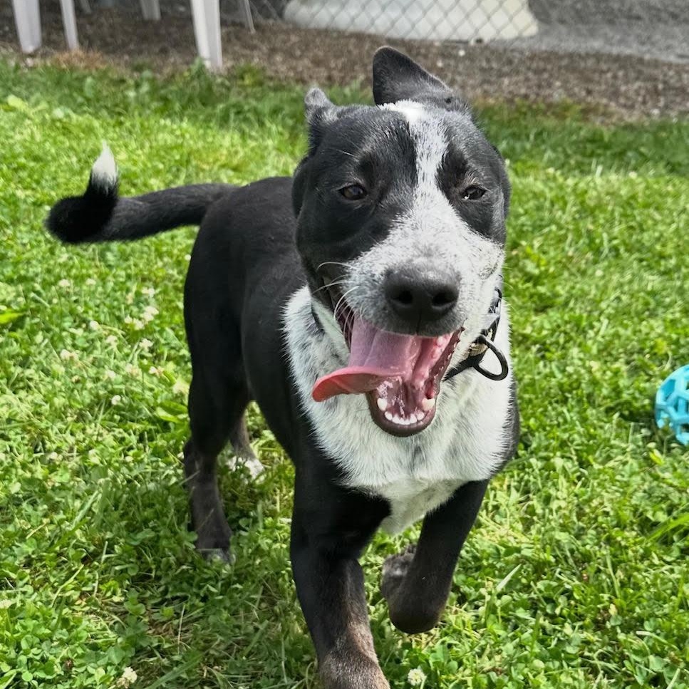 Enlarge Echo, a Adoptable mixed breed in West Jefferson, OH image 3/3