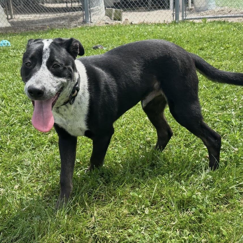 Echo, Adoptable, Young Male Cattle Dog & Husky.
