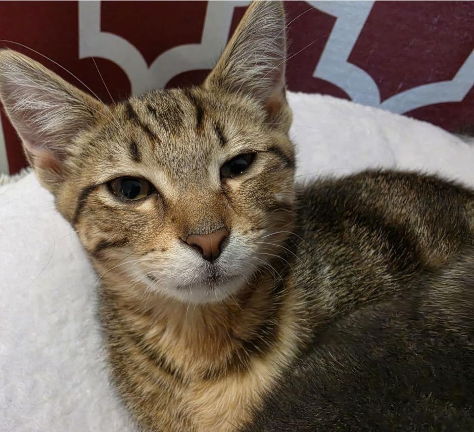 Havock, adopted, Kitten Male Domestic Short Hair.