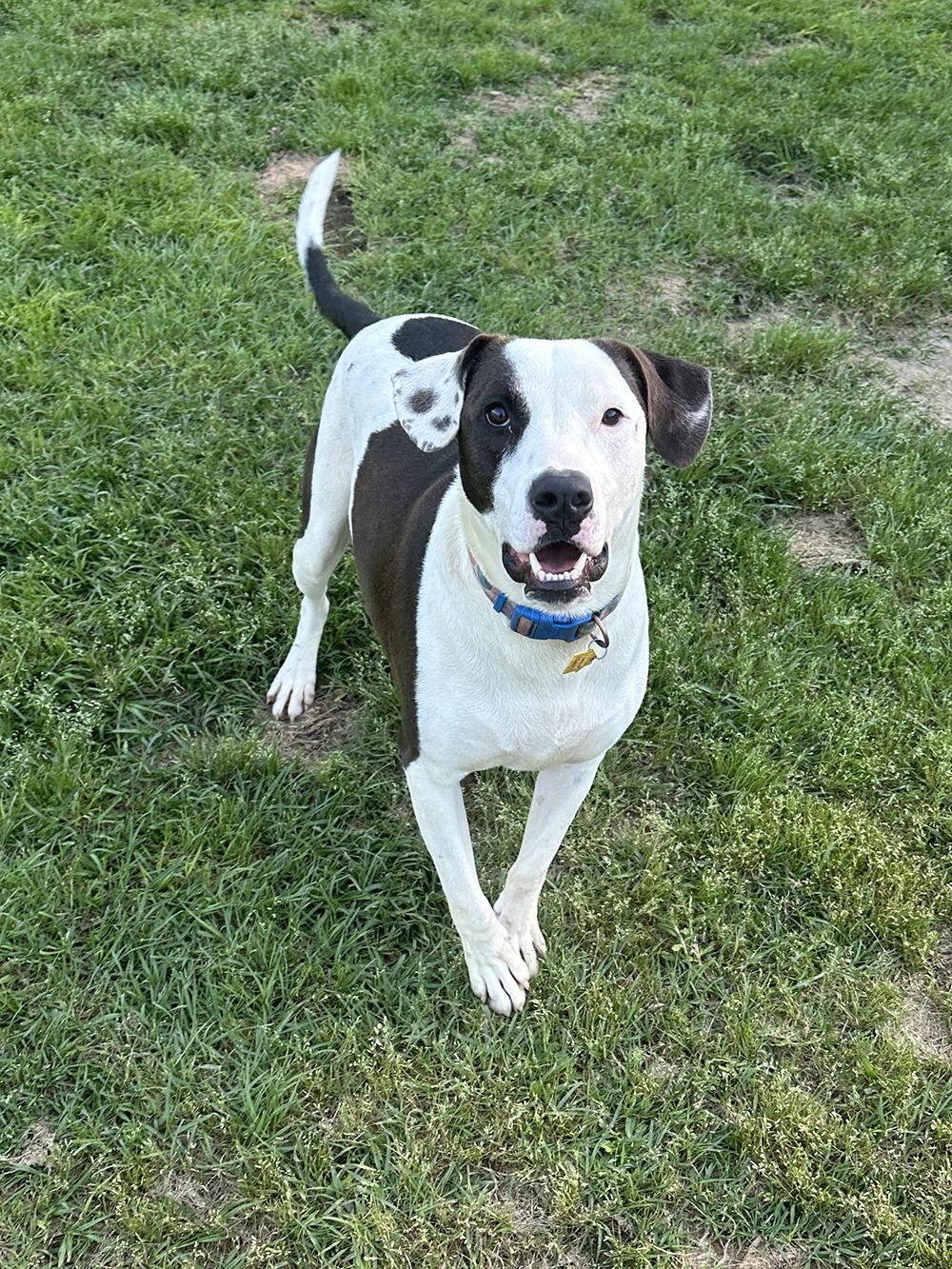 Watson, a Adoptable Labrador Retriever in Eastman, GA image 2/6