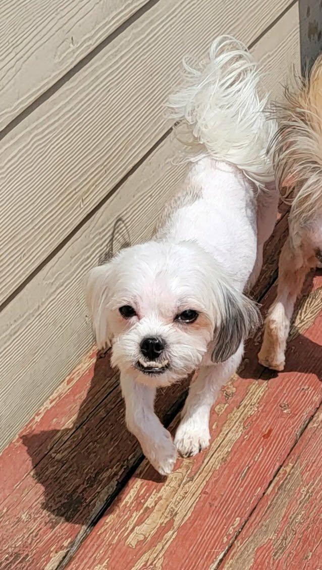 Peter, ADOPTABLE, Adult Male Maltese.