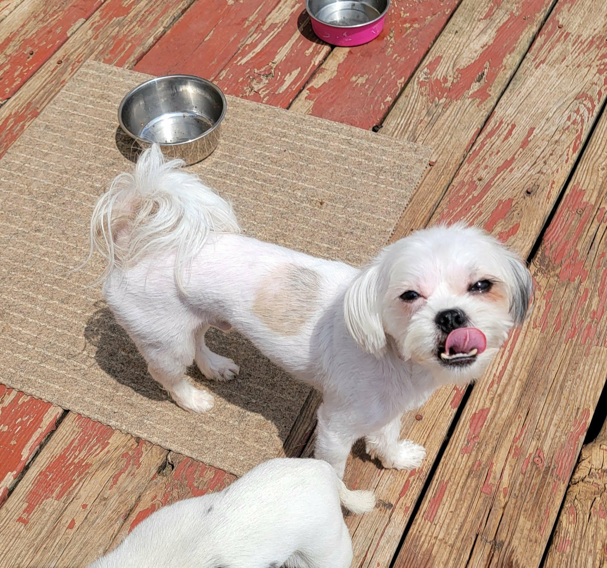 Enlarge Peter, a ADOPTABLE mixed breed in Van Alstyne, TX image 3/3
