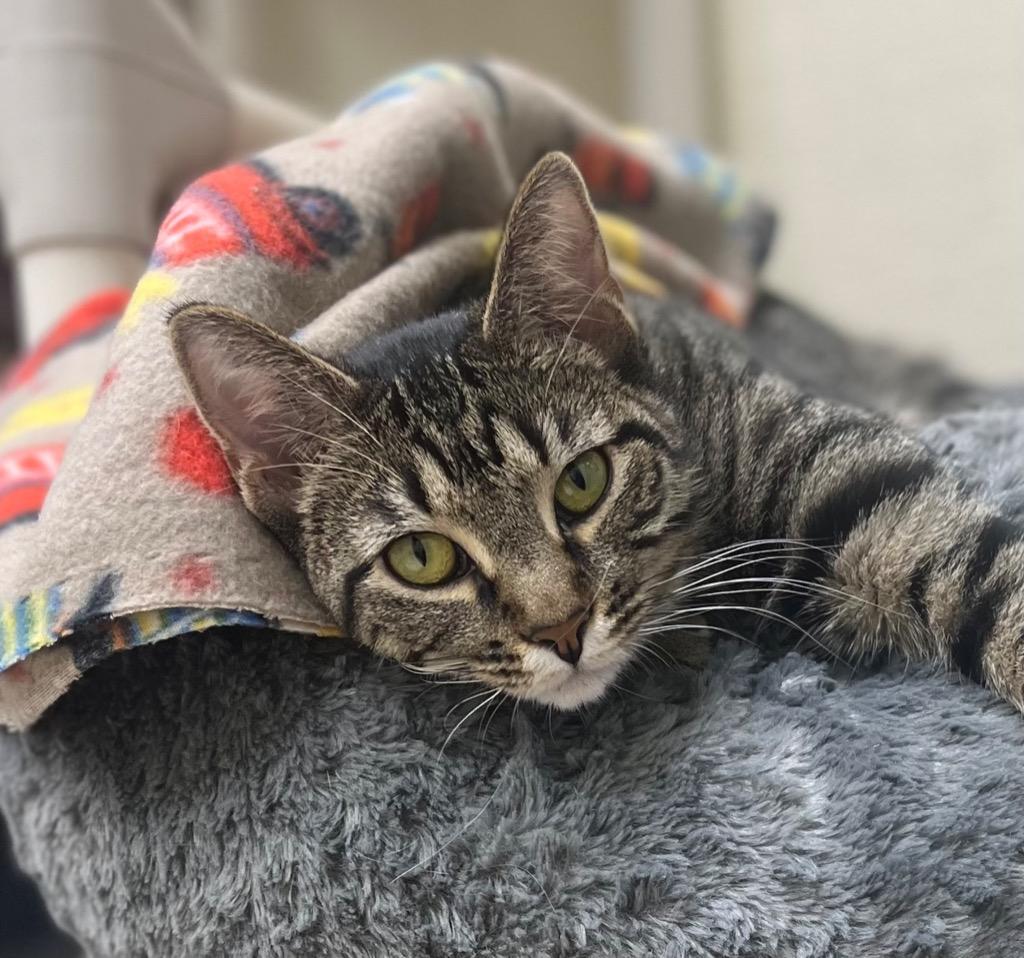 Carmen, Adoptable, Adult Female Domestic Short Hair.