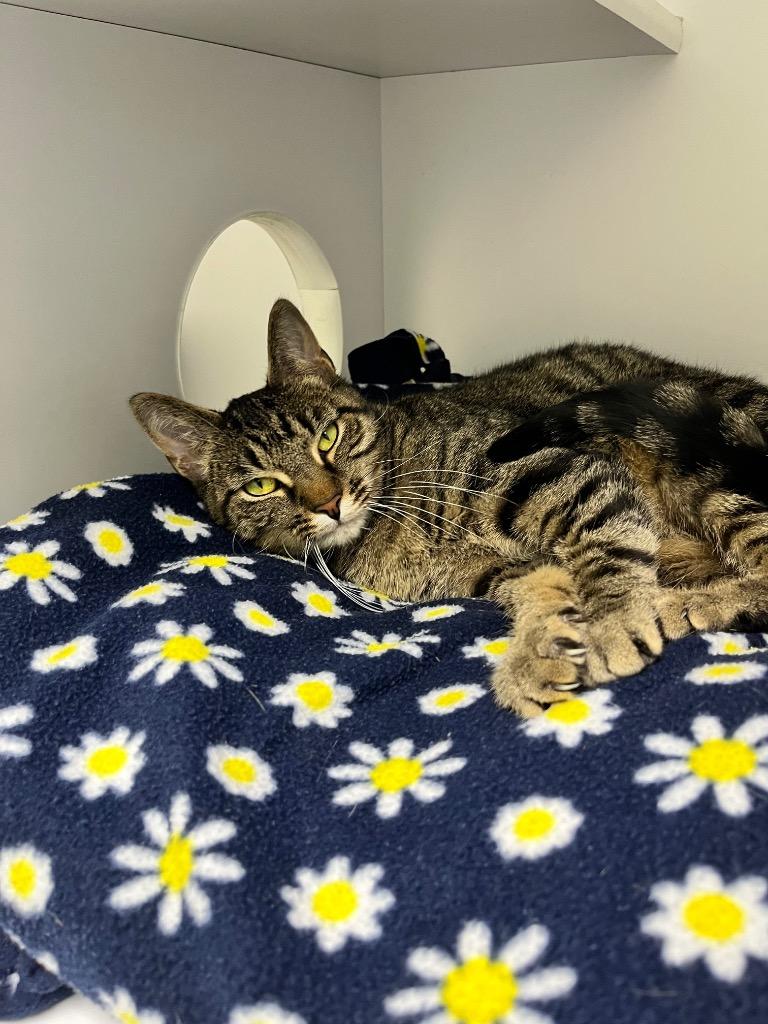 Enlarge Carmen, a Adoptable mixed breed in Shorewood, IL image 2/6