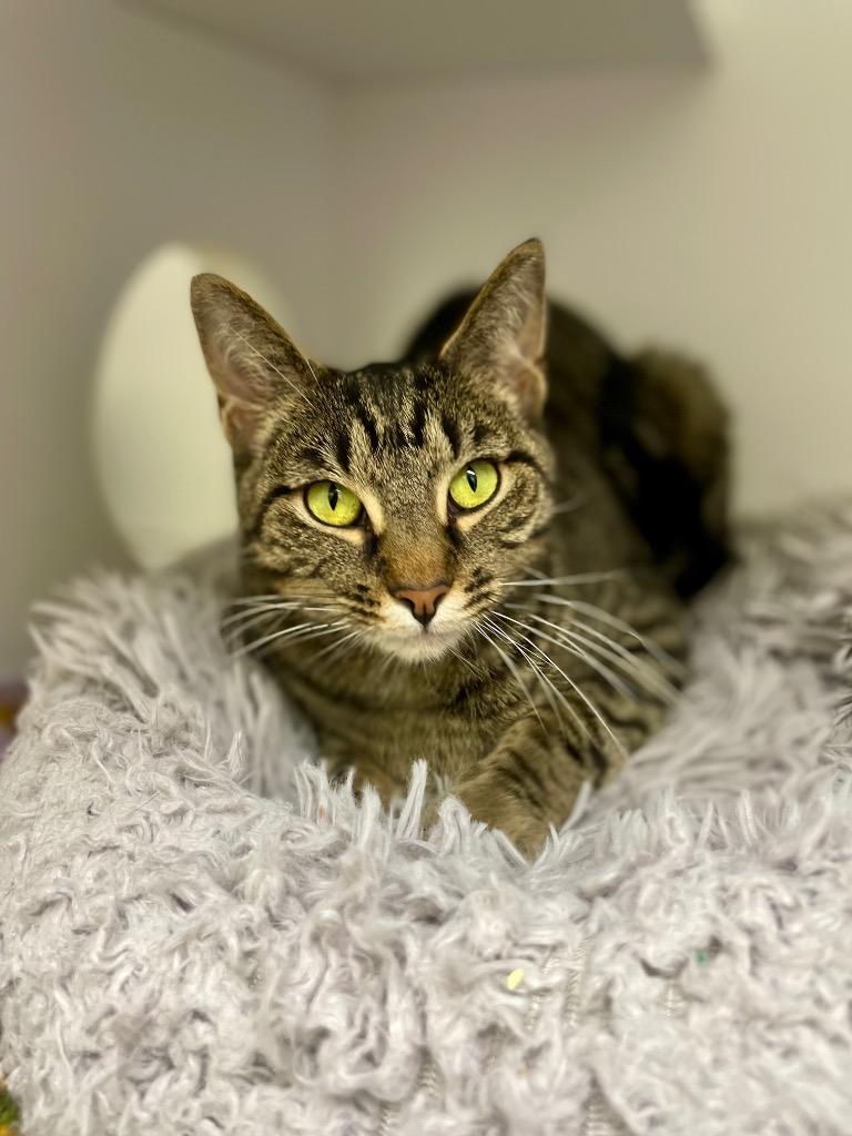 Enlarge Carmen, a Adoptable mixed breed in Shorewood, IL image 4/6