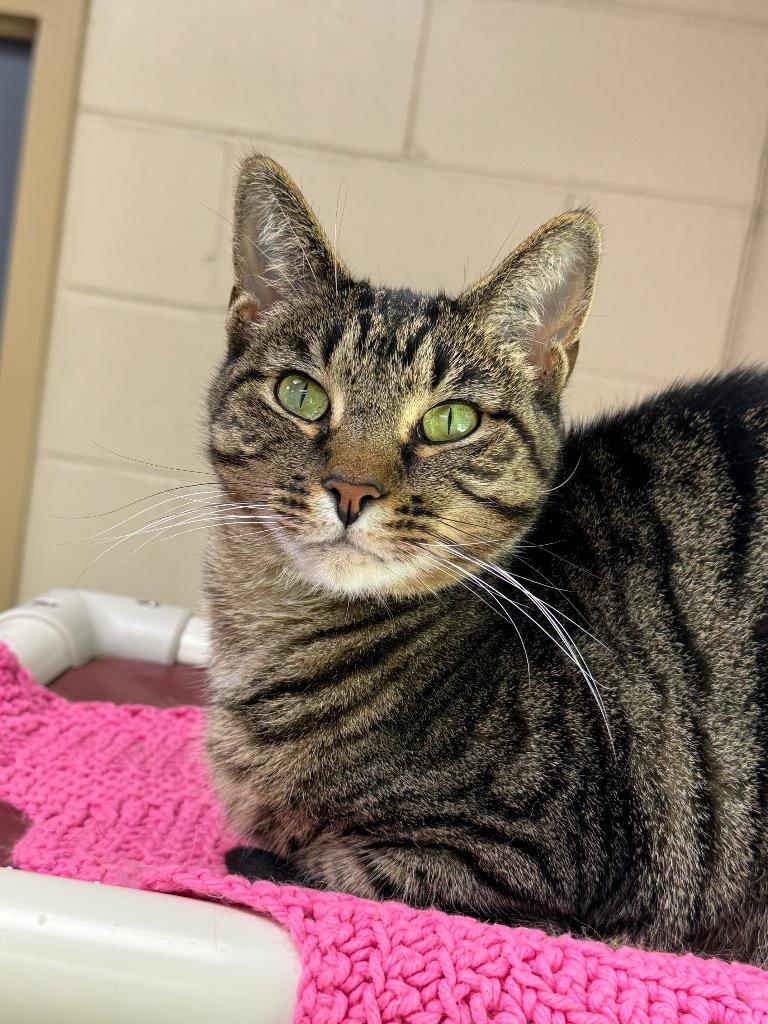 Carmen, a Adoptable mixed breed in Shorewood, IL image 4/6