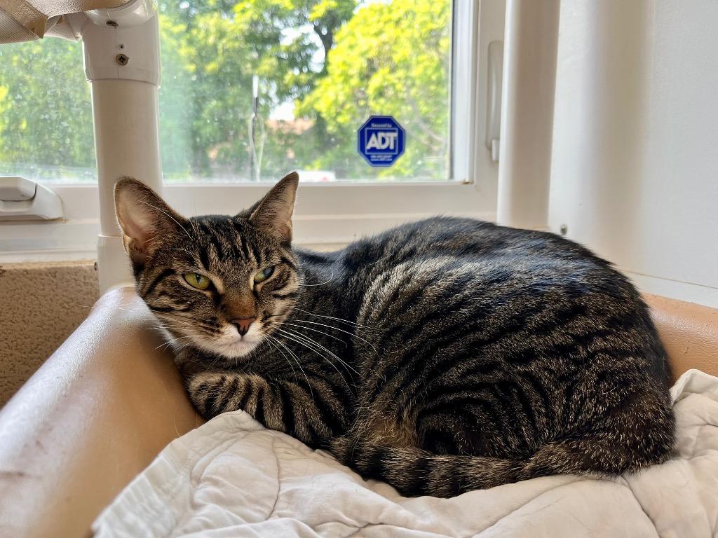 Enlarge Carmen, a Adoptable mixed breed in Shorewood, IL image 5/6