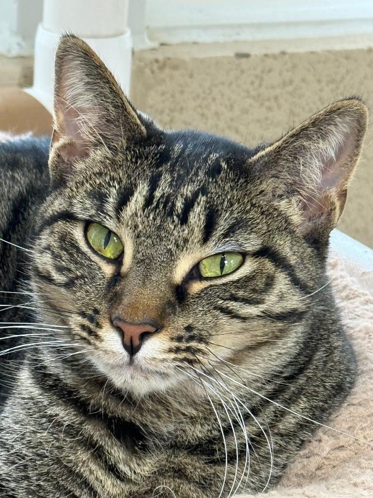 Enlarge Carmen, a Adoptable mixed breed in Shorewood, IL image 6/6