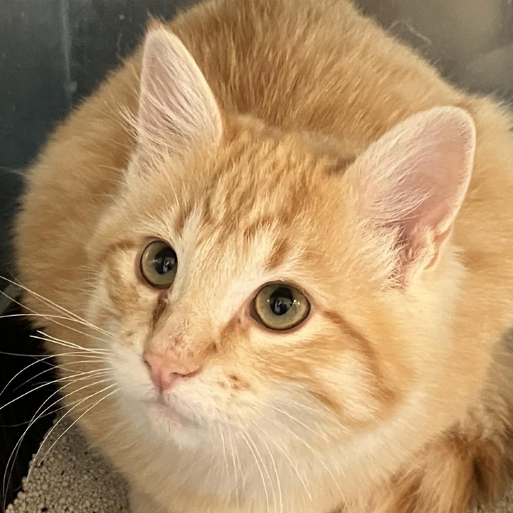 Cheesy, Adoptable, Young Male Domestic Medium Hair.