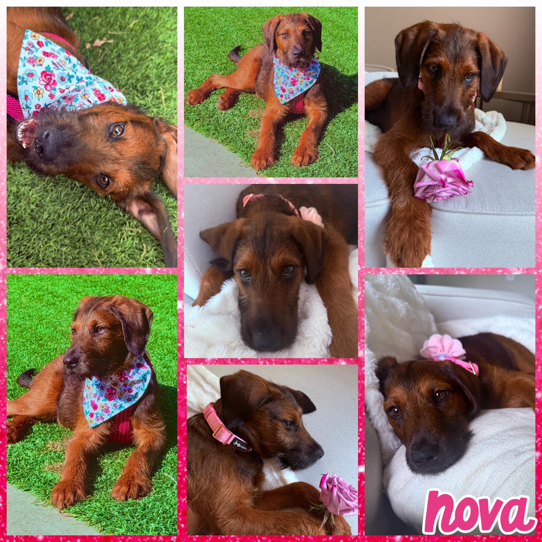 Enlarge Nova, an adopted mixed breed in Blacksburg, SC image 1/1