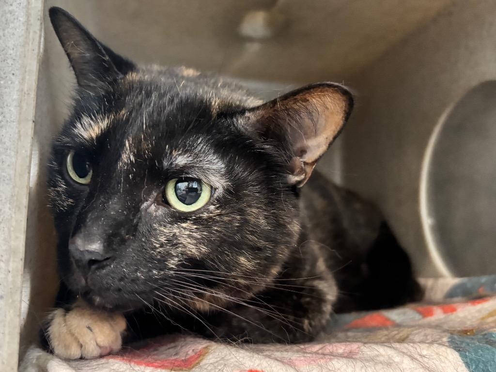 Rosita, Adoptable, Adult Female Domestic Short Hair & Tortoiseshell.