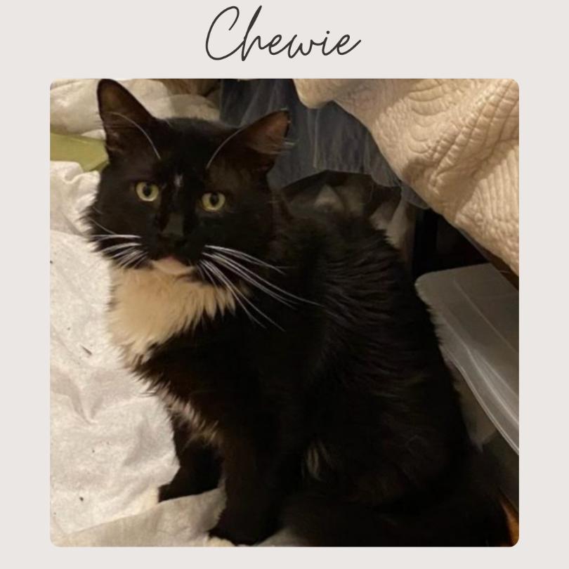 CHEWIE, Adoptable, Adult Male Domestic Long Hair.