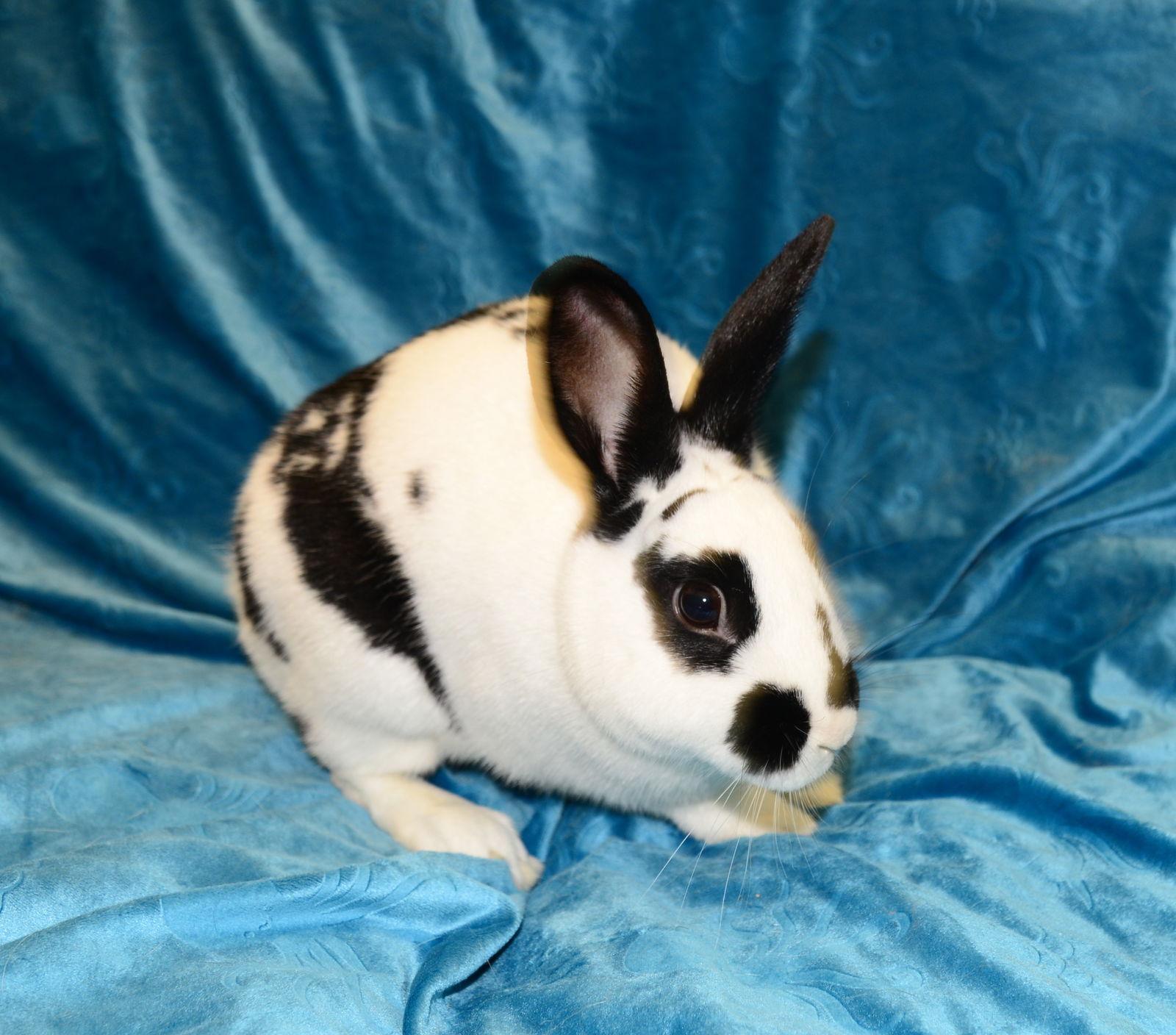 Figgy Pudding, Adoptable, Young Female English Spot.