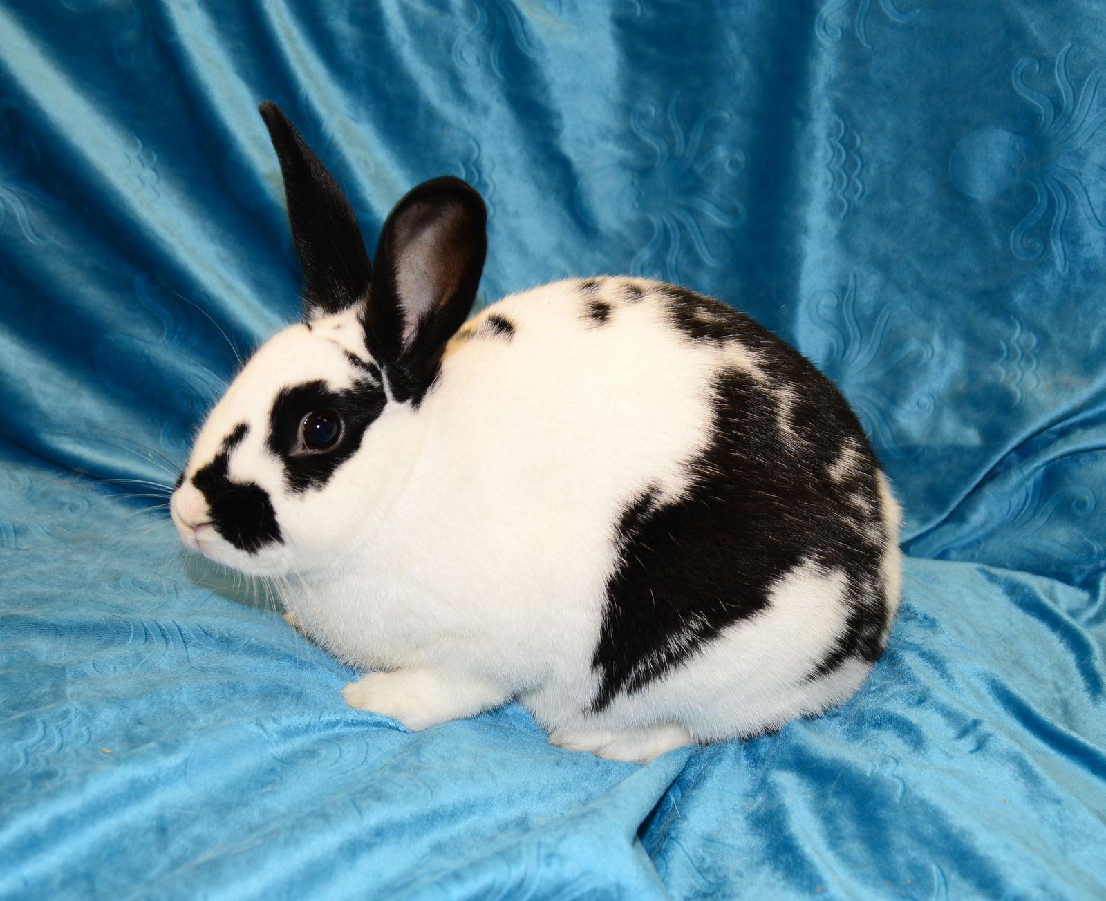 Figgy Pudding, Adoptable, Young Female English Spot.