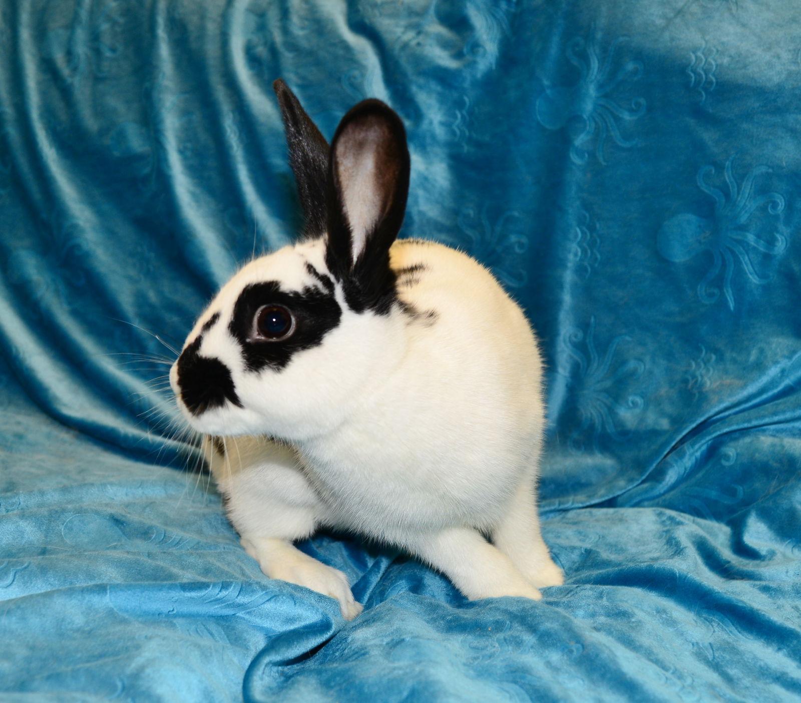 Enlarge Figgy Pudding, a Adoptable English Spot in Chesterfield, MO image 3/3