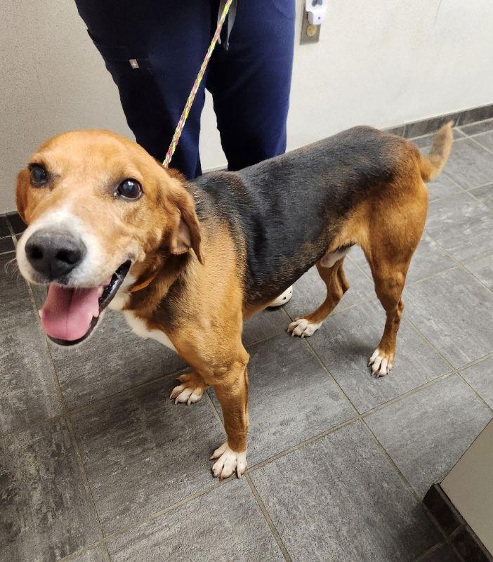 Ranger *Adopt or Foster*, Adoptable, Young Male Treeing Walker Coonhound.