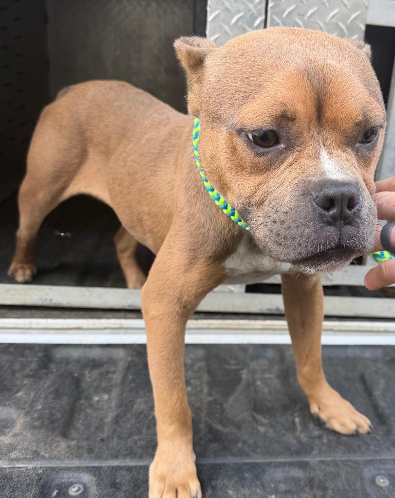 Munchi, Adopted, Adult Male Terrier.