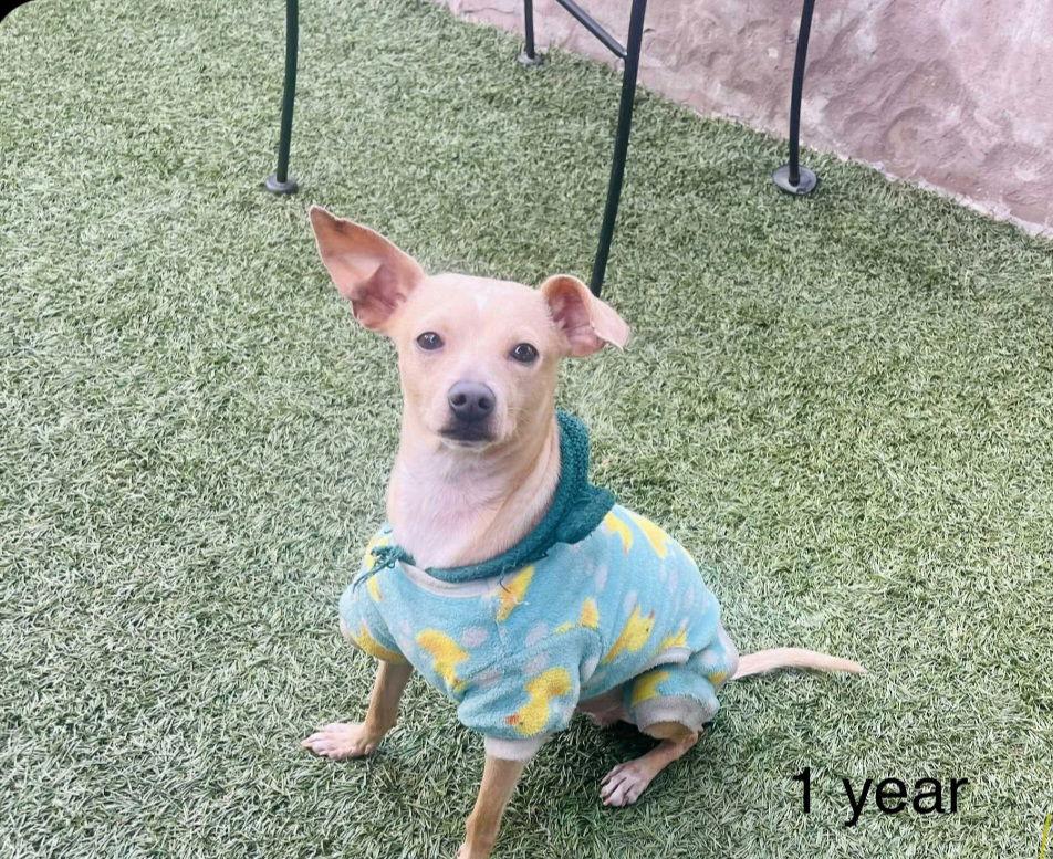 Enlarge Hudson, a Adoptable Miniature Pinscher in Escondido, CA image 2/3